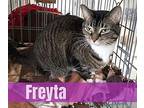 Freyta, Domestic Shorthair For Adoption In Richmond, Indiana