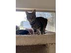 Pepper, Domestic Shorthair For Adoption In Richmond, Indiana