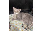 Luke Skywhisker, Domestic Shorthair For Adoption In Richmond, Indiana