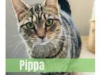 Pippa, Domestic Shorthair For Adoption In Richmond, Indiana