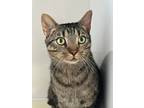 Twiggy, Domestic Shorthair For Adoption In Raymore, Missouri