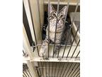 Asher, Domestic Shorthair For Adoption In Richmond, Indiana