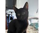 Onyx, Domestic Shorthair For Adoption In Lansing, Michigan