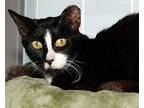 Bootsie, Domestic Shorthair For Adoption In Satellite Beach, Florida