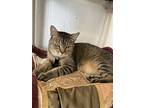 Midas, Domestic Shorthair For Adoption In Richmond, Indiana