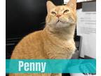 Penny, Domestic Shorthair For Adoption In Richmond, Indiana