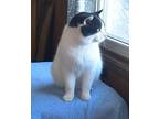 Jack Frost, Domestic Shorthair For Adoption In Valley City, North Dakota