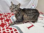 Scribbles, Domestic Shorthair For Adoption In Troy, Missouri