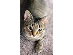 Sweetpea (super Friendly), Domestic Shorthair For Adoption In Rochester