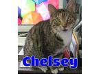 5286 Chelsey, Domestic Shorthair For Adoption In Lawrenceburg, Kentucky