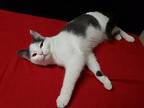 Buffey, Domestic Shorthair For Adoption In Troy, Missouri