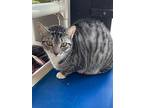 Pippi, Domestic Shorthair For Adoption In Fort Myers, Florida