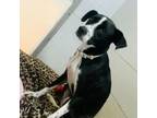 Adopt Ranger "Owen" a Border Terrier, Greyhound