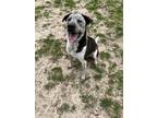Adopt Noodle a Catahoula Leopard Dog, Pointer