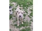 Adopt Phil a Staffordshire Bull Terrier