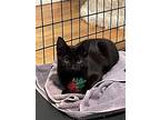 Nakia, Domestic Shorthair For Adoption In Miami, Florida