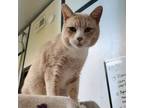 Adopt Freddy Fazbear a Domestic Short Hair