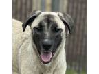 Adopt BoBo a German Shepherd Dog, Mixed Breed