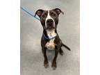 Matchbox Kid, American Pit Bull Terrier For Adoption In Richmond, Virginia