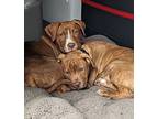 Cali Perkinson, American Pit Bull Terrier For Adoption In Provo, Utah