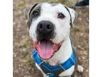 Adopt Buzz a Pit Bull Terrier, Mixed Breed