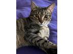 Mick, Domestic Shorthair For Adoption In Fort Worth, Texas