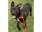 Zeus, American Pit Bull Terrier For Adoption In Fishers, Indiana