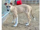 Rylee, Terrier (unknown Type, Small) For Adoption In Great Bend, Kansas