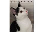 Beebee, Domestic Shorthair For Adoption In Oakland Park, Florida