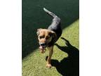 Adopt Cane a Beagle, Mixed Breed