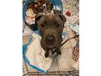Nova, American Pit Bull Terrier For Adoption In Austin, Texas
