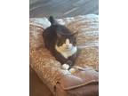 Ninja, Domestic Shorthair For Adoption In Gananoque, Ontario