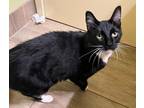 Boots, Domestic Shorthair For Adoption In Seattle, Washington