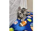 Sprout, Domestic Shorthair For Adoption In Troy, Missouri