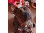 Atila(in Foster), American Pit Bull Terrier For Adoption In Newport News