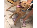 Jewel, American Pit Bull Terrier For Adoption In Kuna, Idaho