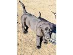 The Rat Pack, Labrador Retriever For Adoption In Palmdale, California