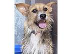 Pierre, Terrier (unknown Type, Small) For Adoption In Long Beach, California