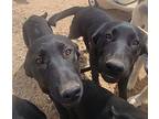 Rat Pack 1, Labrador Retriever For Adoption In Palmdale, California