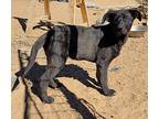 Rat Pack 2, Labrador Retriever For Adoption In Palmdale, California