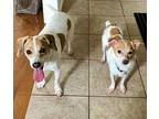 Dotty, Jack Russell Terrier For Adoption In Toronto, Ontario