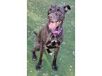 Dana, Labrador Retriever For Adoption In Fort Myers, Florida