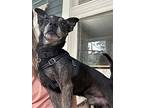 Gabriel, Miniature Pinscher For Adoption In Indianapolis, Indiana