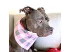 Baby, American Staffordshire Terrier For Adoption In San Juan Capistrano