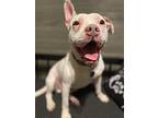 Warrior, American Staffordshire Terrier For Adoption In Syracuse, New York