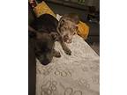 Halo, American Staffordshire Terrier For Adoption In San Juan Capistrano