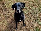 Opie, Labrador Retriever For Adoption In Midlothian, Virginia