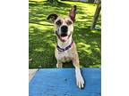Emma, Terrier (unknown Type, Small) For Adoption In Fort Myers, Florida