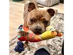 Lucy, American Staffordshire Terrier For Adoption In San Juan Capistrano