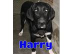 3697 Harry, Labrador Retriever For Adoption In Lawrenceburg, Kentucky
